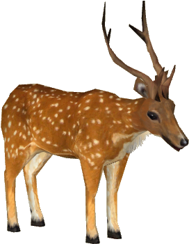 Sri Lankan Axis Deer - Sri Lankan Deer Png (380x380), Png Download