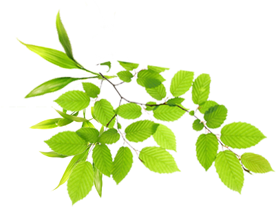 Real Leaves Png Image - Green Shoots Of Recovery (401x301), Png Download