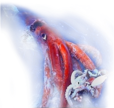 Colossal Squid Are A Major Prey Item For Antarctic - Washed Up In Indonesia (400x386), Png Download