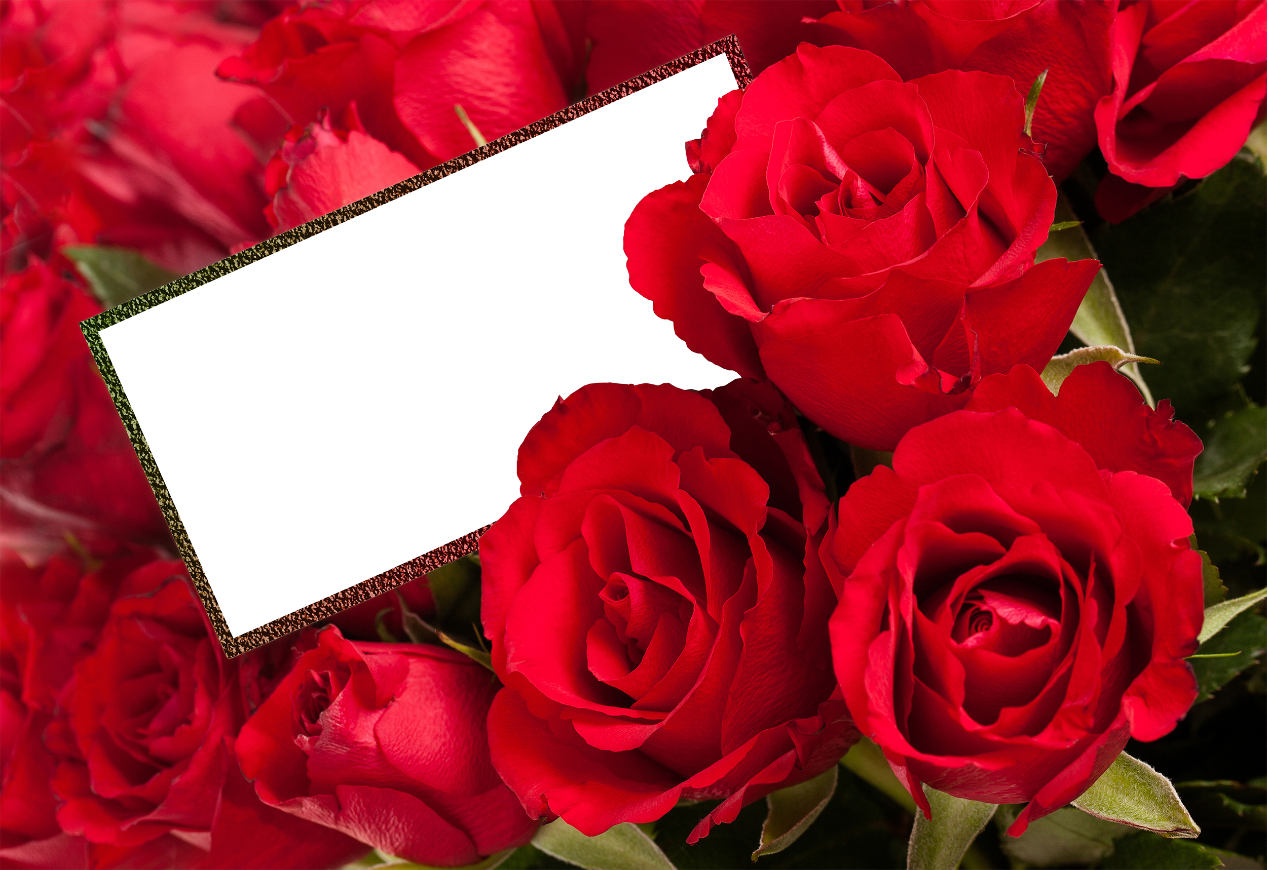 Red Rose Petals Png Download - Rose Photo Frame Png (2500x1718), Png Download