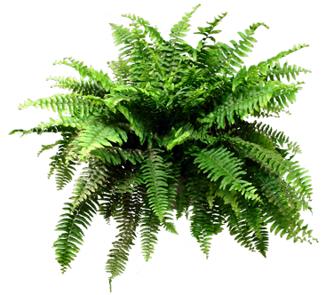 Fern Png - Fern (378x378), Png Download