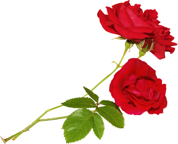 Flores Png (680x550), Png Download