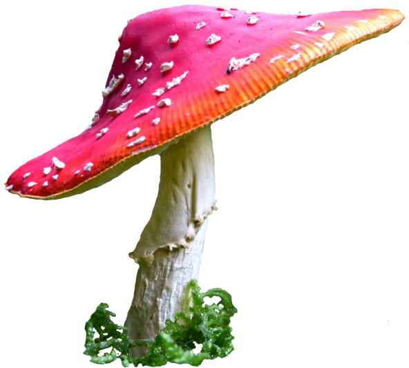 Alice In Wonderland Mushroom Png Clip Art Royalty Free - Alice In Wonderland Mushroom (400x359), Png Download