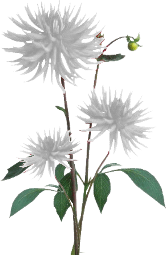 Jacey-white Dahila Plant Texture - Png Pink Plant (773x951), Png Download