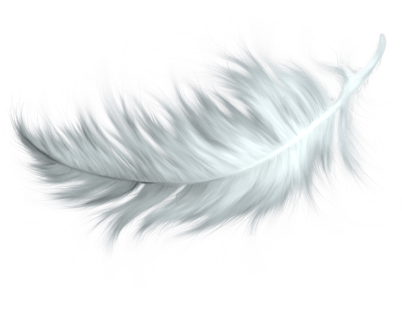 Nature - Feathers - Feather Png (800x624), Png Download