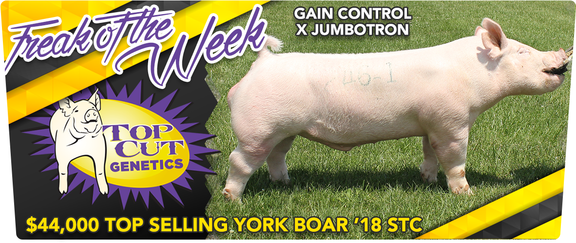 Boar Semen Thug Life Png Boar Semen Thug Life - Domestic Pig (1400x578), Png Download