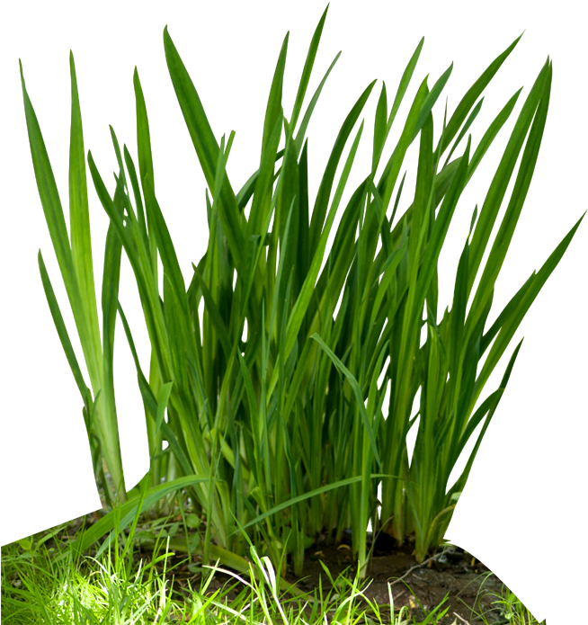 Fountain Grass Png Download - Food Chain Grass (701x704), Png Download