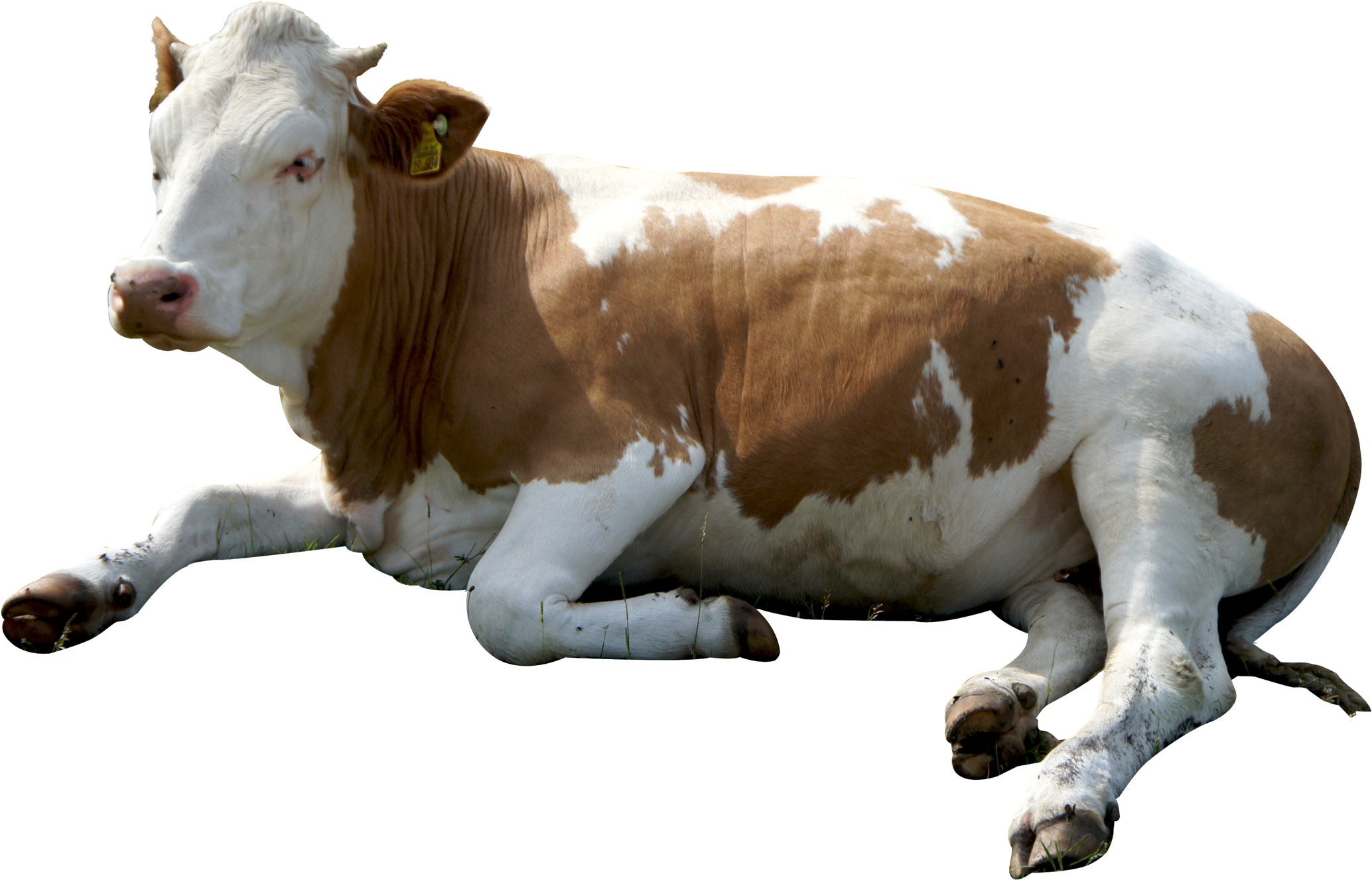 Cow Png Images - Cow Png (1024x663), Png Download
