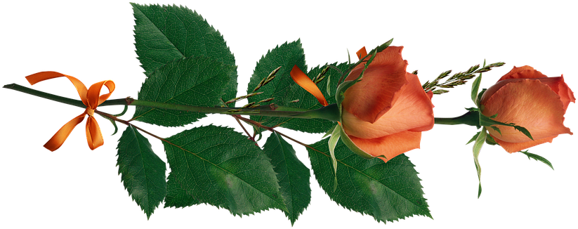 Rose Flowers Love Decoration Floral Decora - Am A Woman Of Value, I Am A Woman Of Worth, I Am His! (842x340), Png Download