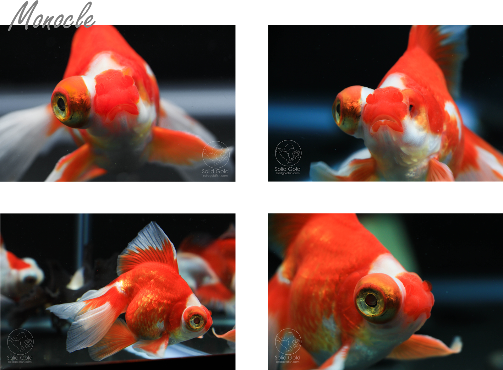 Dandy Orandas Butterflies Update - Dandy Orandas (1600x1198), Png Download