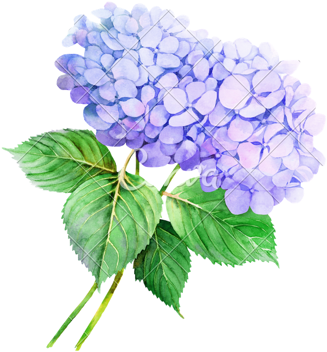 Flower Hydrangea Watercolor Painting Illustration Stock - Watercolor Transparent Hydrangea Clip Art (720x800), Png Download