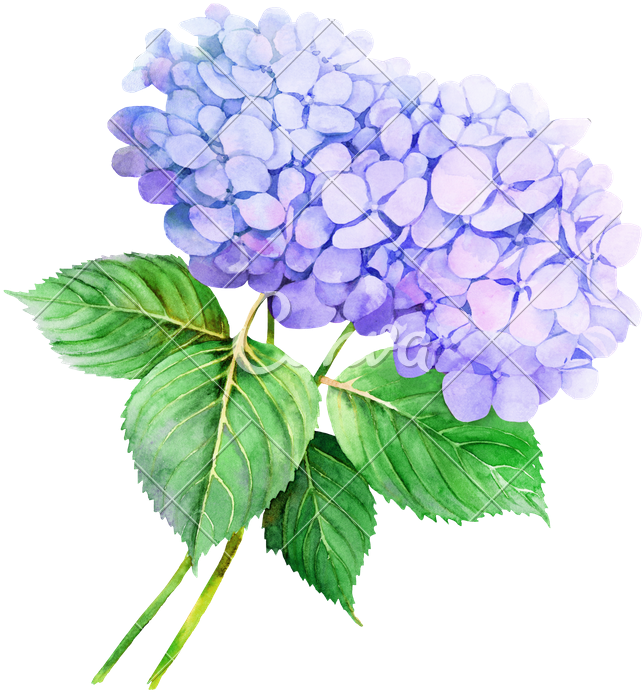 Flower Hydrangea Watercolor Painting Illustration Stock - Watercolor ...