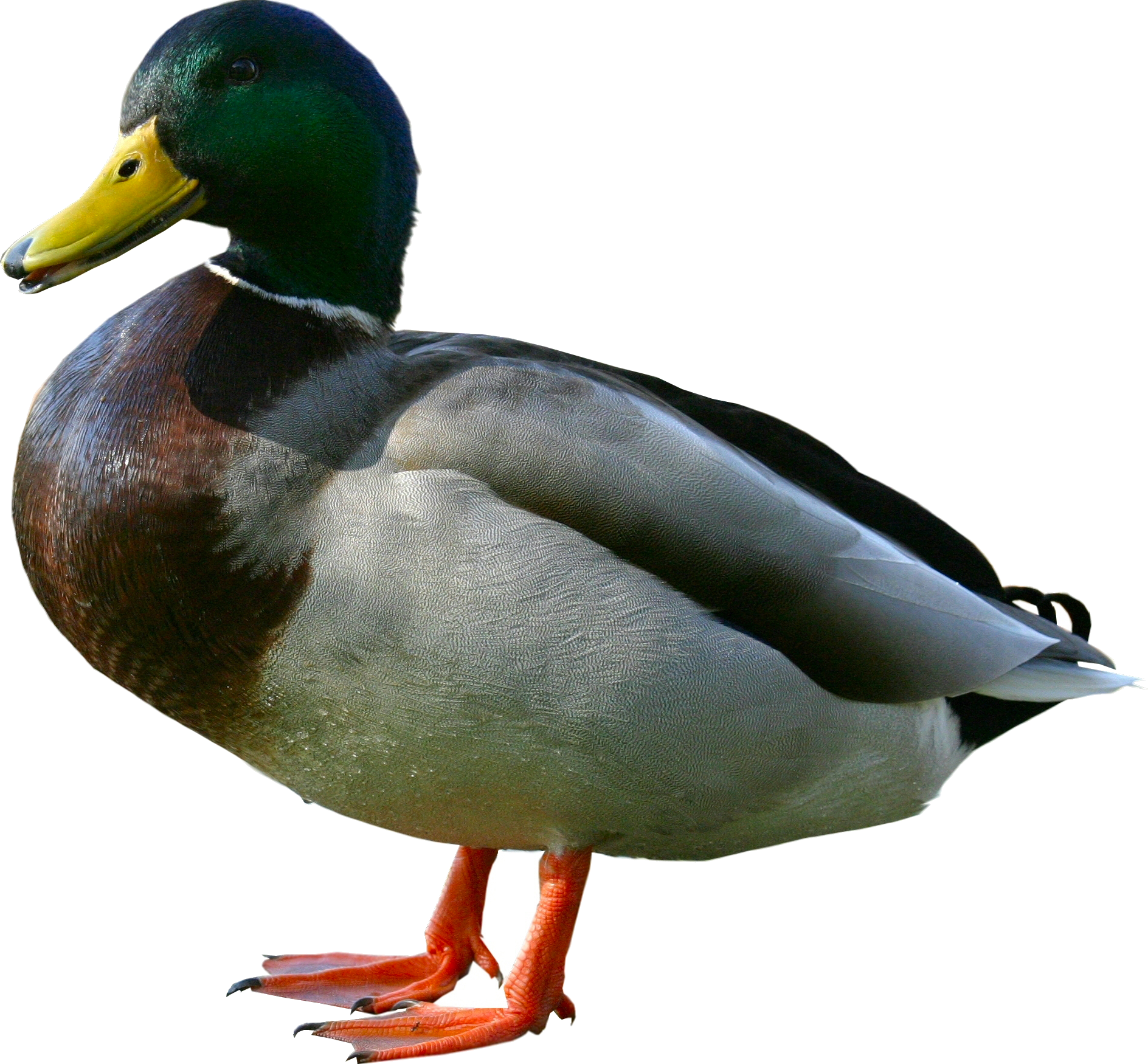 Duck - Duck Png (445x355), Png Download