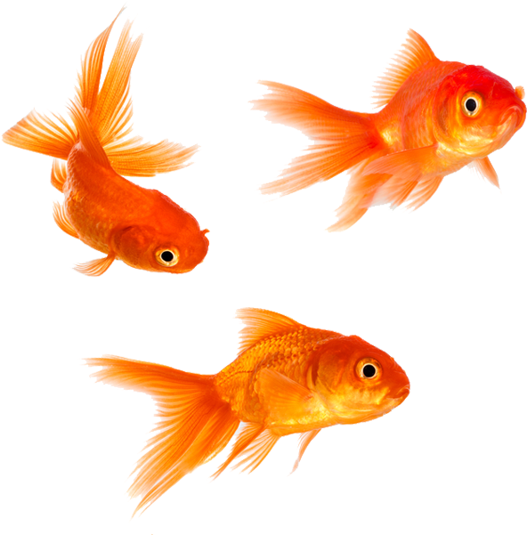 Download Animal Magic Goldfish Png Gold Fishes PNG Image with No Background