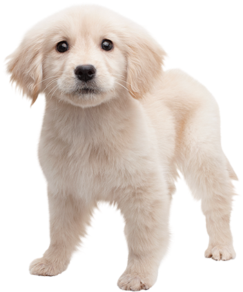 Golden Retriever Puppy Png Image Freeuse Stock - Golden Retriever Puppy Png (360x490), Png Download