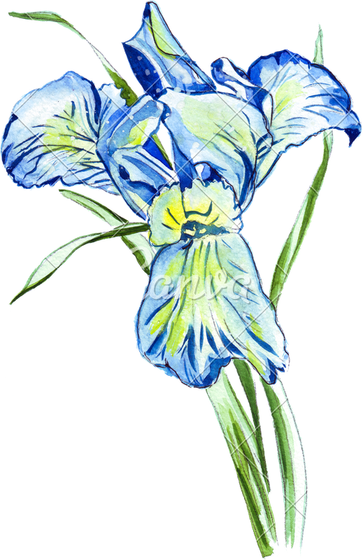Hand Drawing Of A Watercolor Iris - Drawing (519x800), Png Download