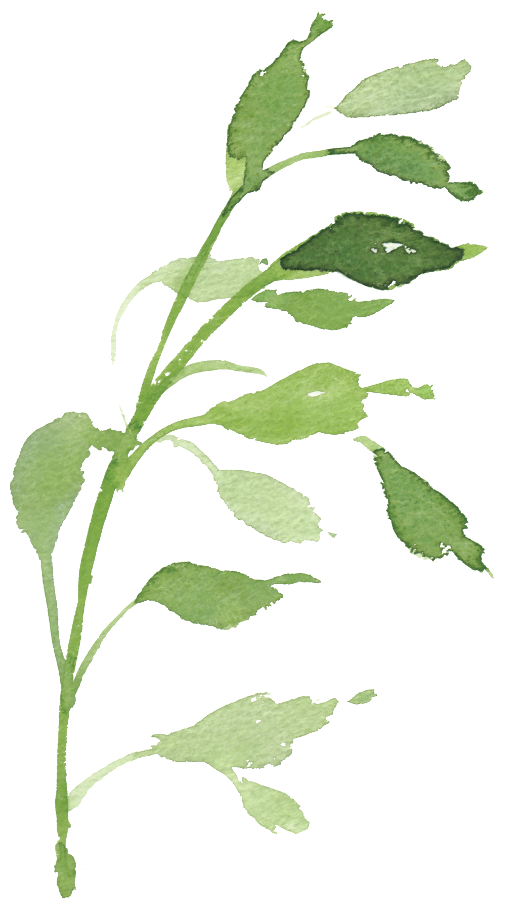 Watercolor Hand-painted Green Foliage Transparent Decorative - Watercolor Painting (1024x1798), Png Download