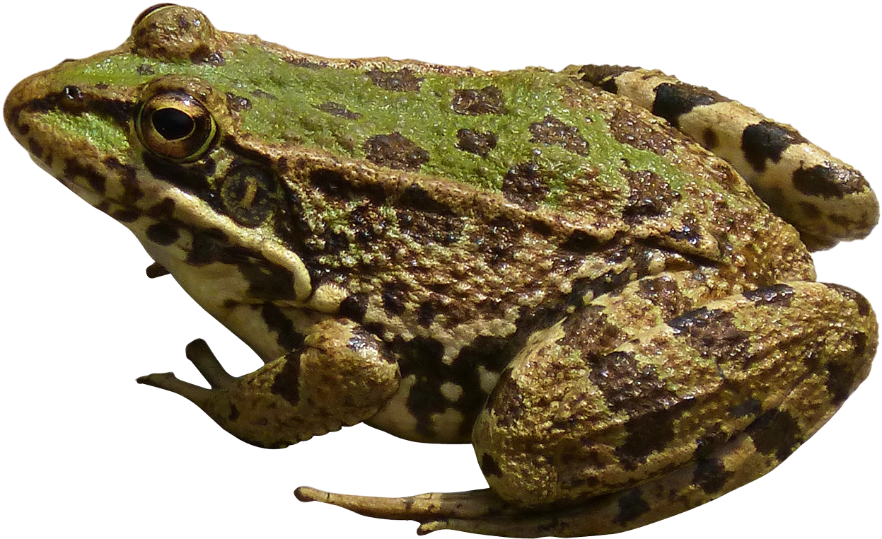 Free Png Frog Png Images Transparent - Frog Png (850x544), Png Download