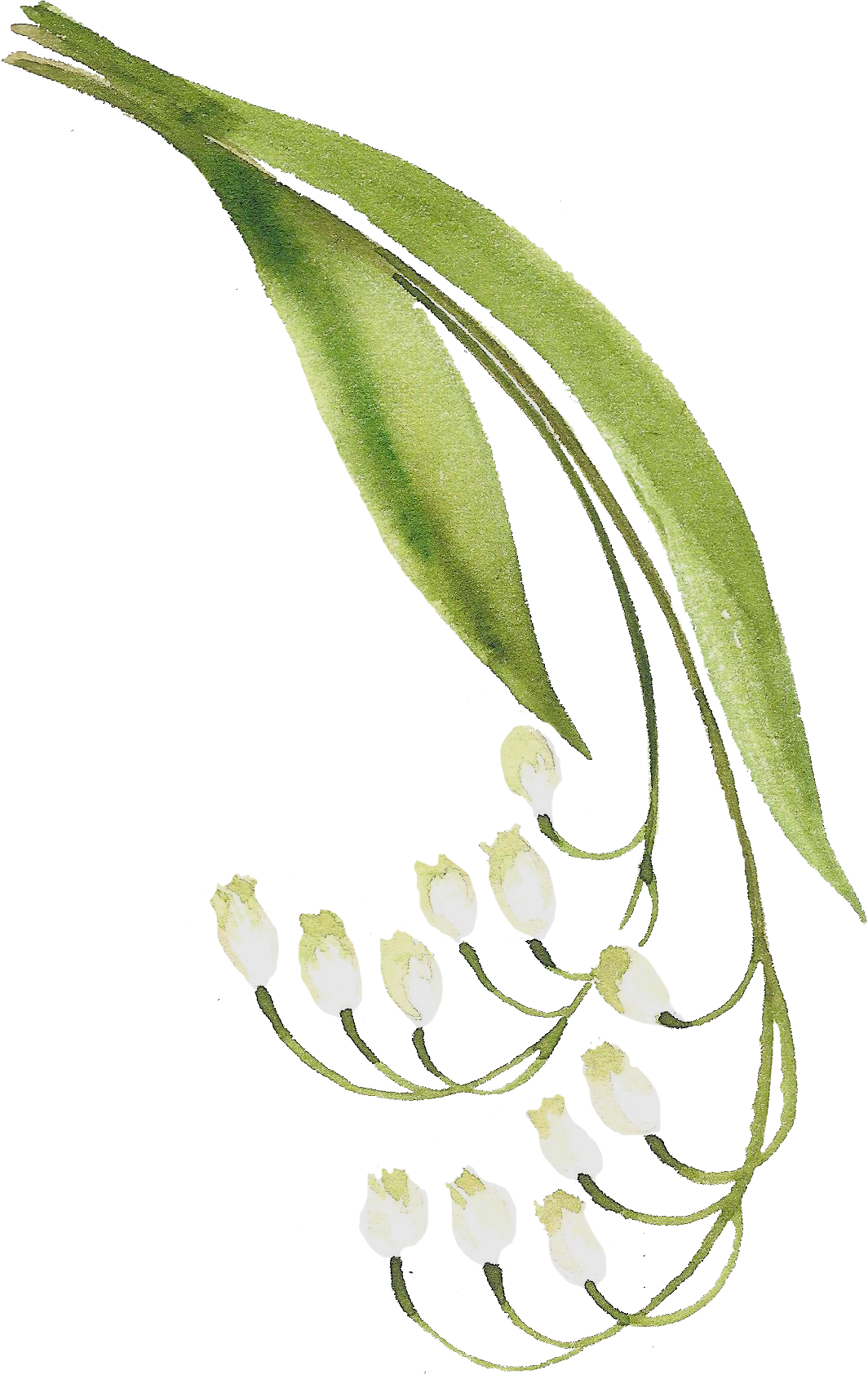 H916 - Lily Of The Valley (1064x1685), Png Download