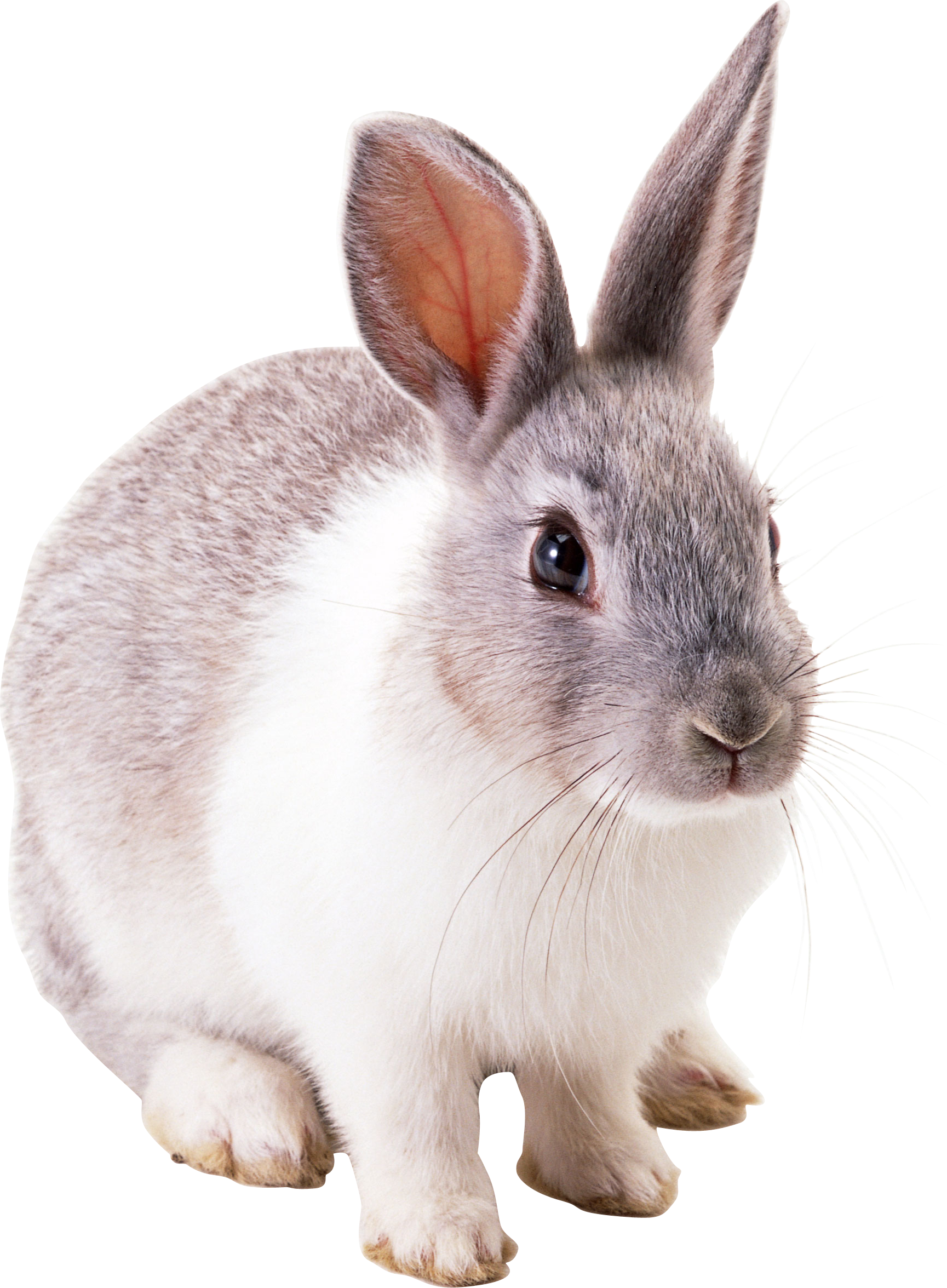 Rabbit Png Image - Transparent Picture Of Rabbits (1729x2351), Png Download