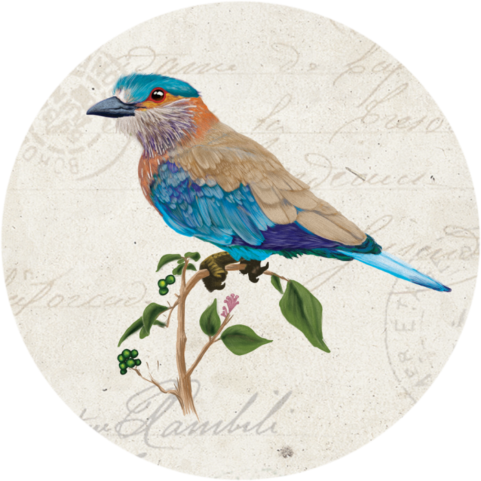 Indian Roller Bird - Mountain Bluebird (700x700), Png Download