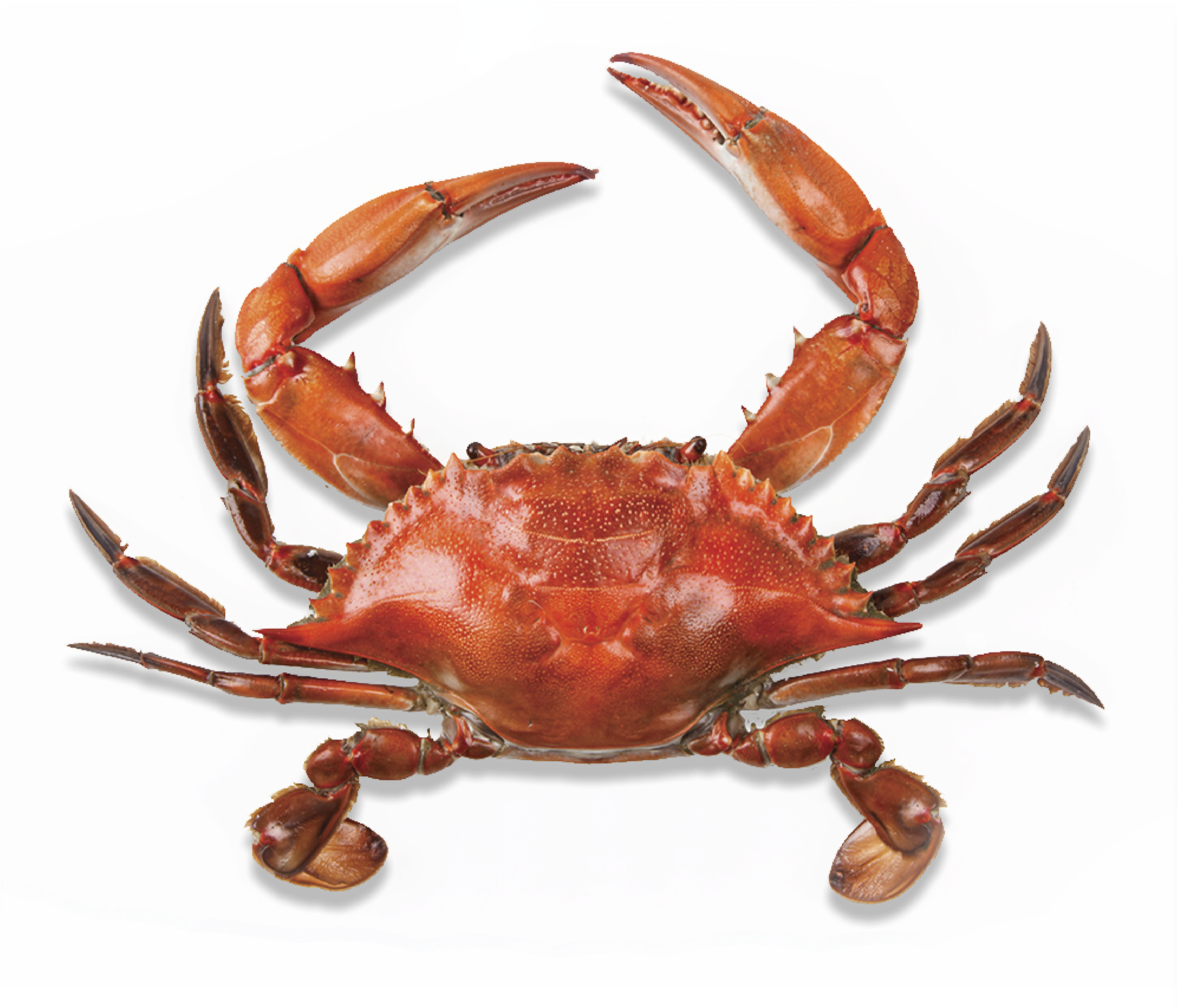 Crab Png (2048x2048), Png Download
