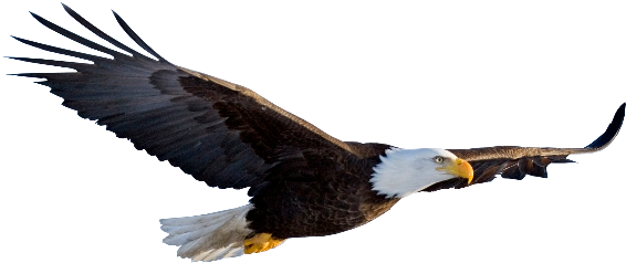 Eagle Png Images Transparent Free Download - Flying Eagle Transparent Background (570x330), Png Download