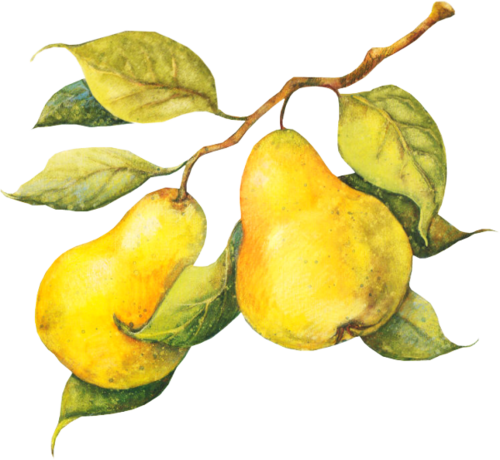 Tubes Fruits - Fruit (500x460), Png Download