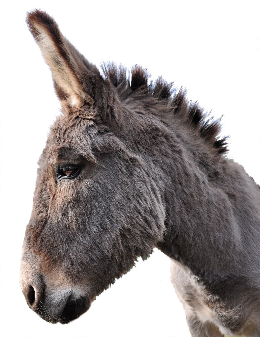 Donkey (1000x1299), Png Download