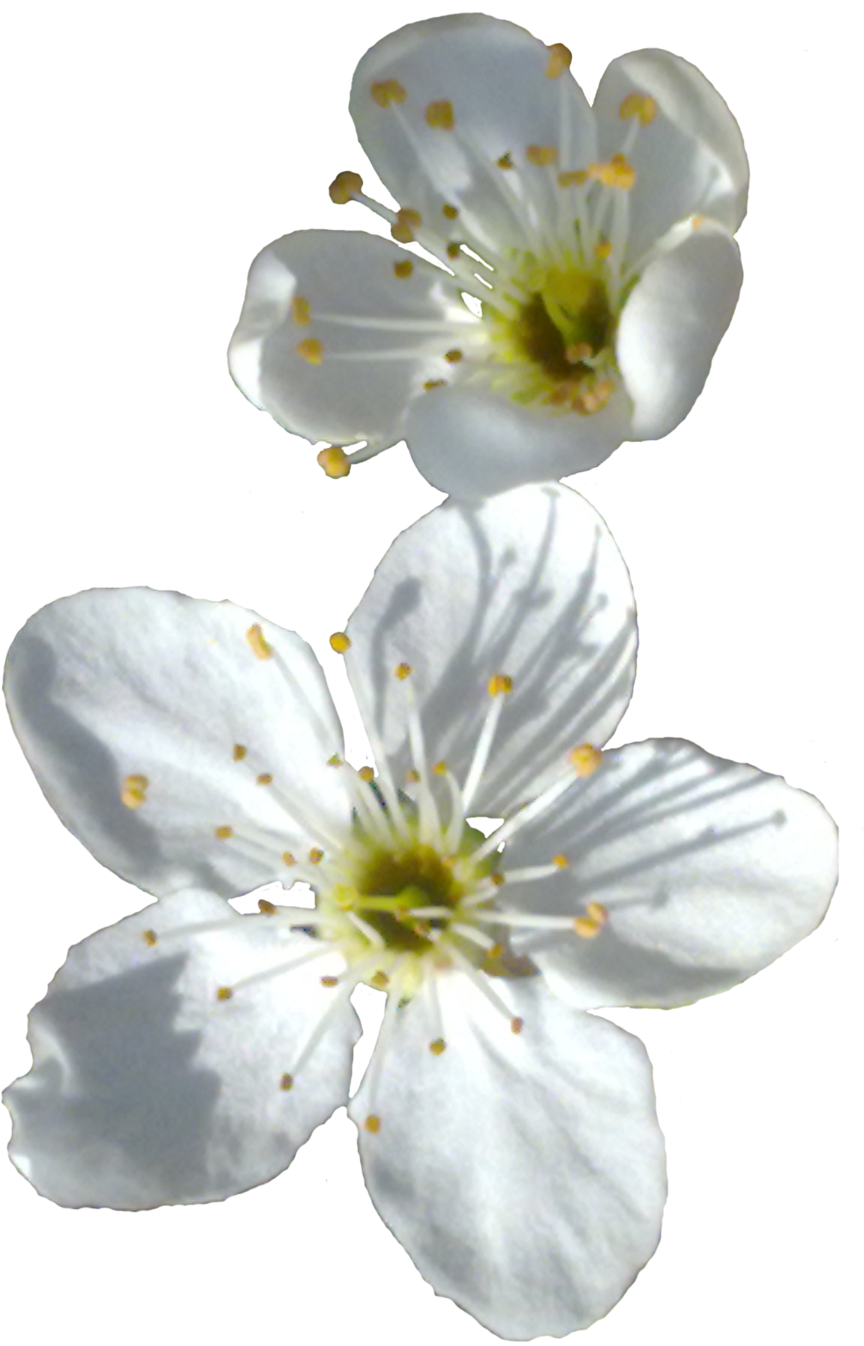 Spring Flower Png Transparent Image - Little White Flower Png (1024x1455), Png Download
