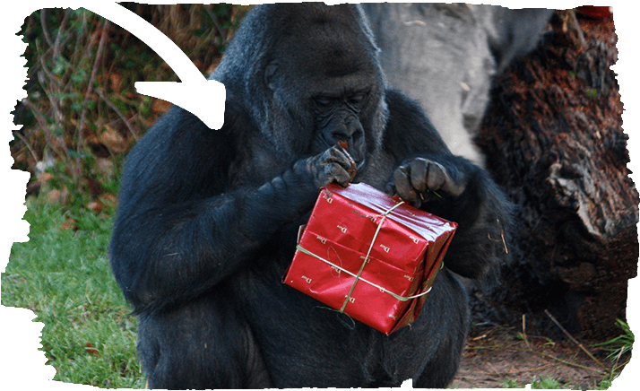 Animal Experiences - Gorilla Christmas (718x445), Png Download