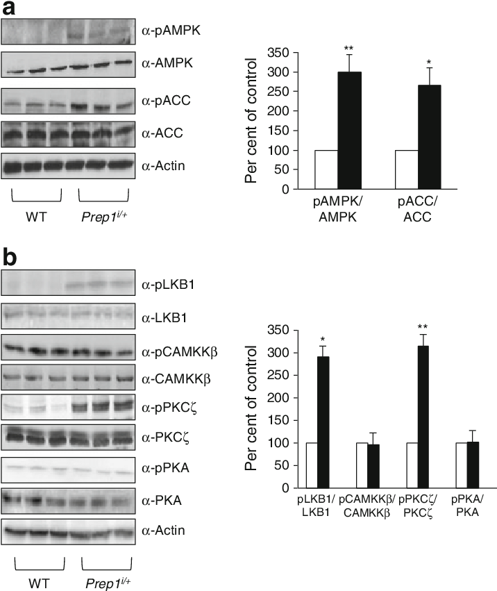 Liver Tissue From Prep1 I/ (black Bars) And Control - Amp-activated Protein Kinase (715x861), Png Download