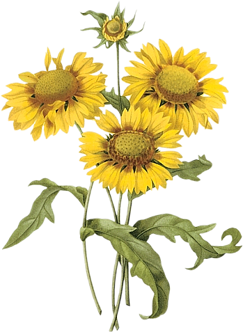 Flower Collage Pinterest Clipart - Pierre Joseph Redoute Png (366x500), Png Download