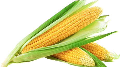 Sweet Corn Png Image - Sweet Corn (612x259), Png Download