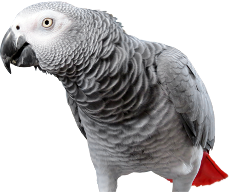 African Grey Parrot Transparent (447x374), Png Download