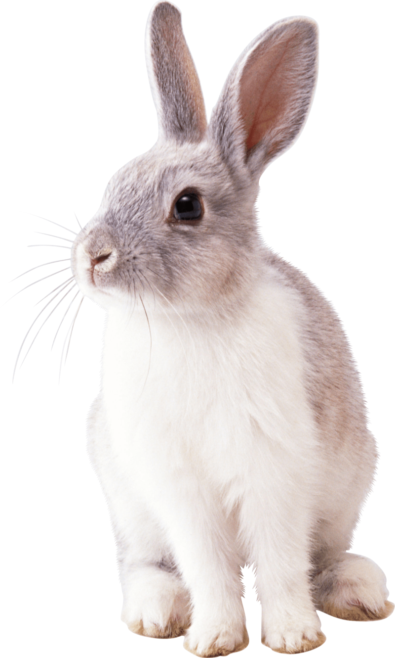 Free Png White Rabbit Png Images Transparent - Rabbit Png (480x799), Png Download