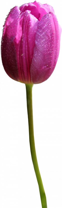 Tulip Transparent Purple - Purple Tulip Flower Png (250x830), Png Download