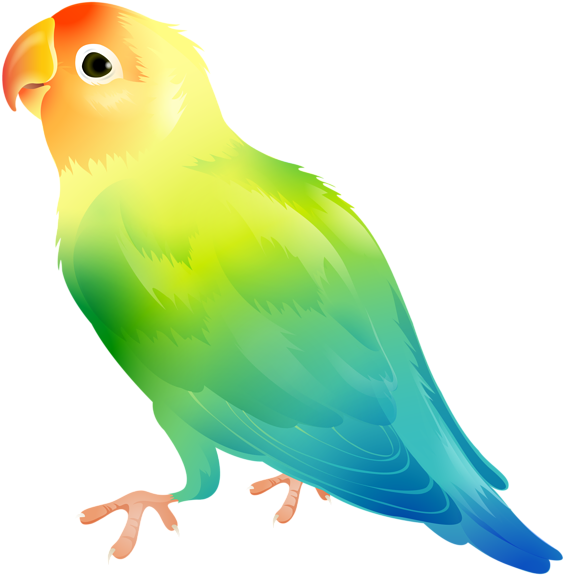 Banner Freeuse Library Parrot Png Clip Art Image Gallery - Clip Art Parakeet (575x600), Png Download