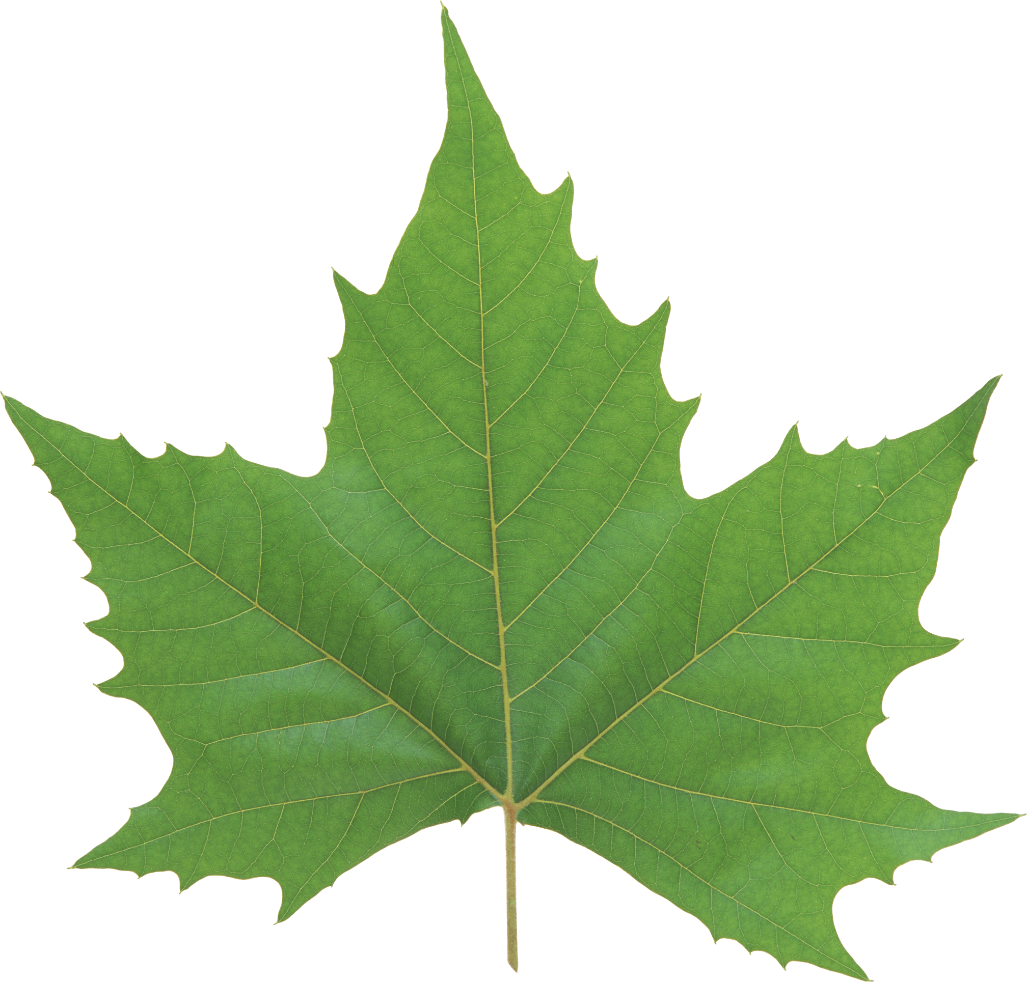 Green Leaves Png Image - Maple Leaf Vector (2016x1929), Png Download