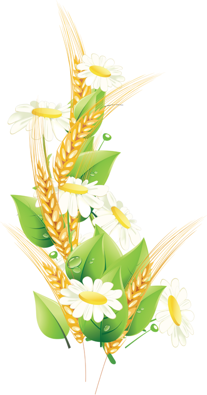 Pin By Syanya On Червона Калина - Wheat Tree Border (419x800), Png Download