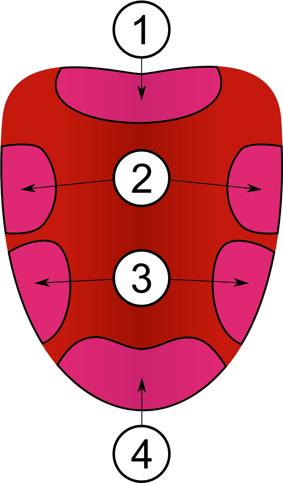 Tongue Clip Art - 4 Areas Of The Tongue (668x1054), Png Download