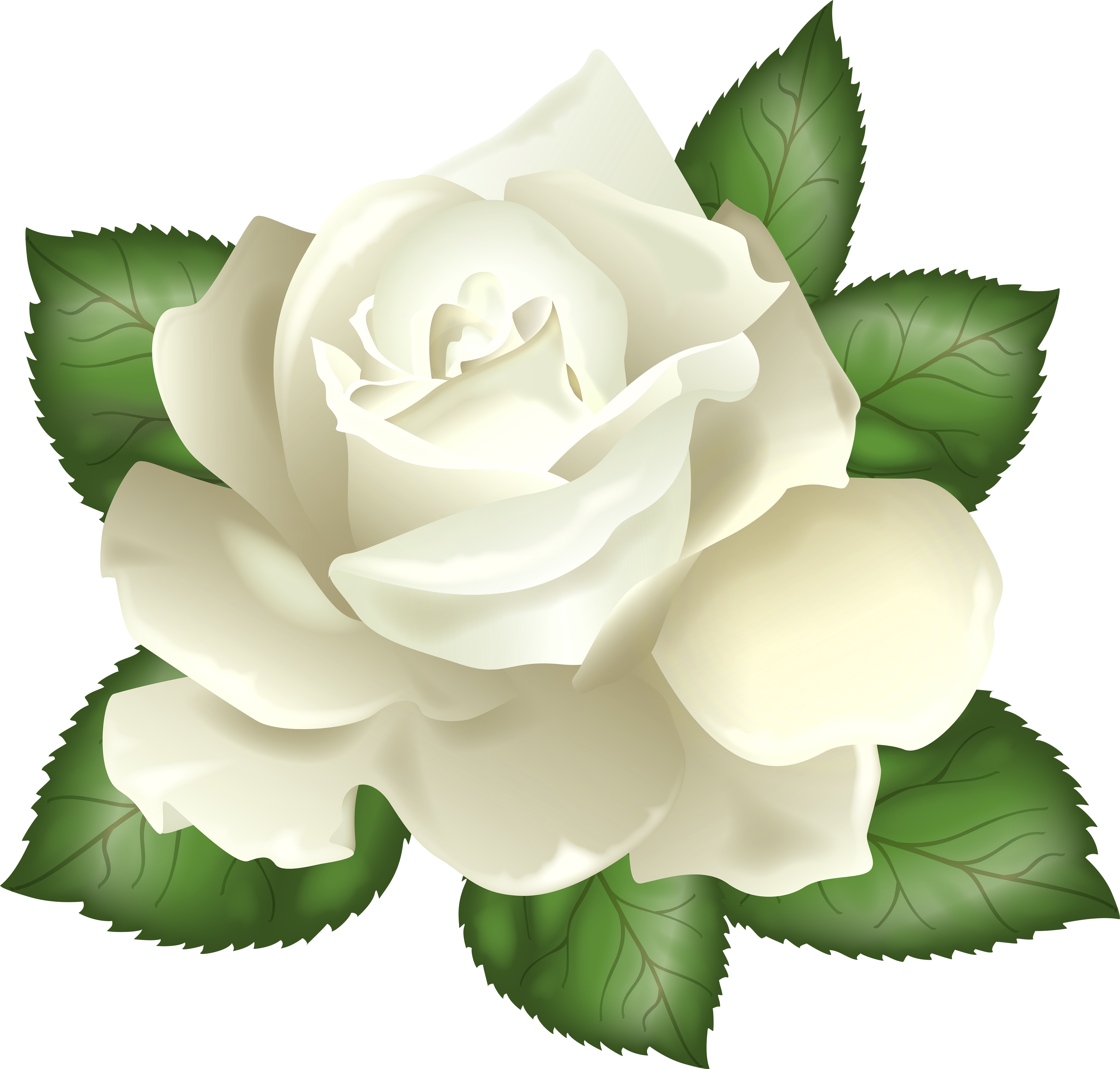 White Rose Transparent Background (5000x4773), Png Download