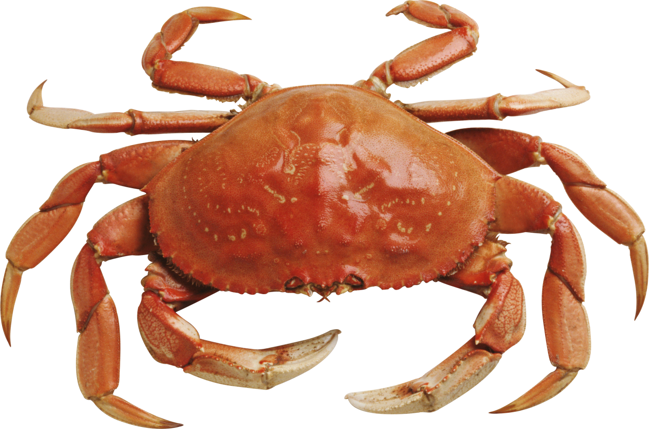 Crab Free Download Png - Crab Png (1280x846), Png Download