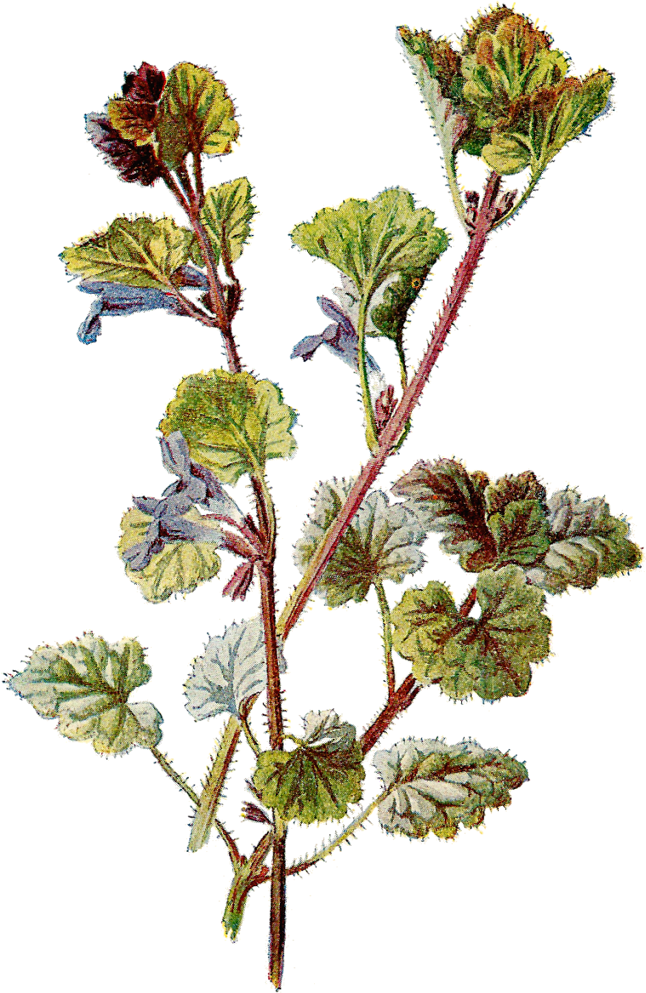 Vintage Daisy Clip Art 32 - Botanical Png (1100x1600), Png Download