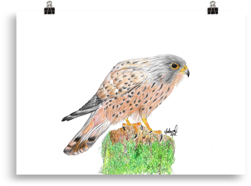 The Kestrel - Drawing (1000x1000), Png Download