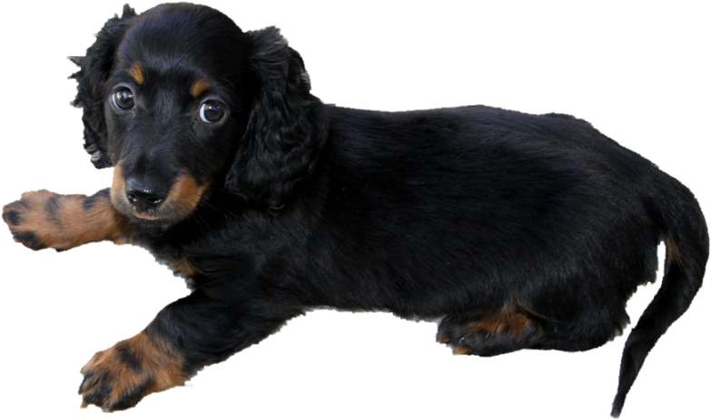 Download Long Haired Dachshund Puppy Png By Makiskan On Deviantart