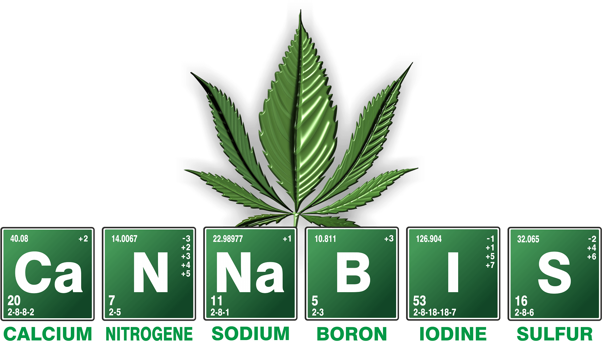 Picture - Cannabis Plant Anatomy Family (1920x1104), Png Download