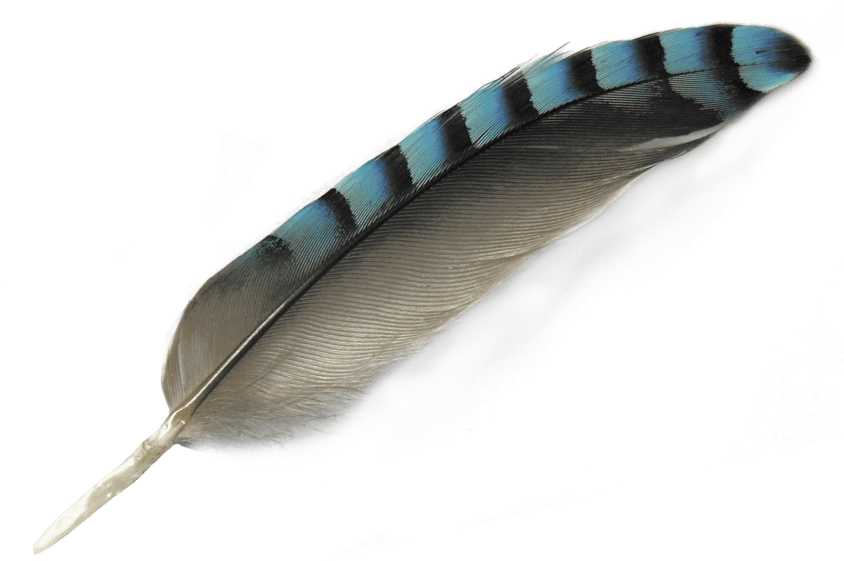 Free Png Feather Png Images Transparent - Feather Png (850x576), Png Download