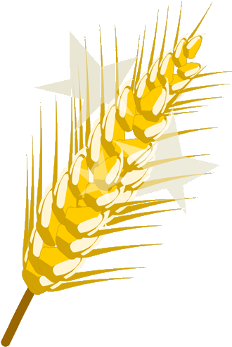 Golden Wheat (500x500), Png Download