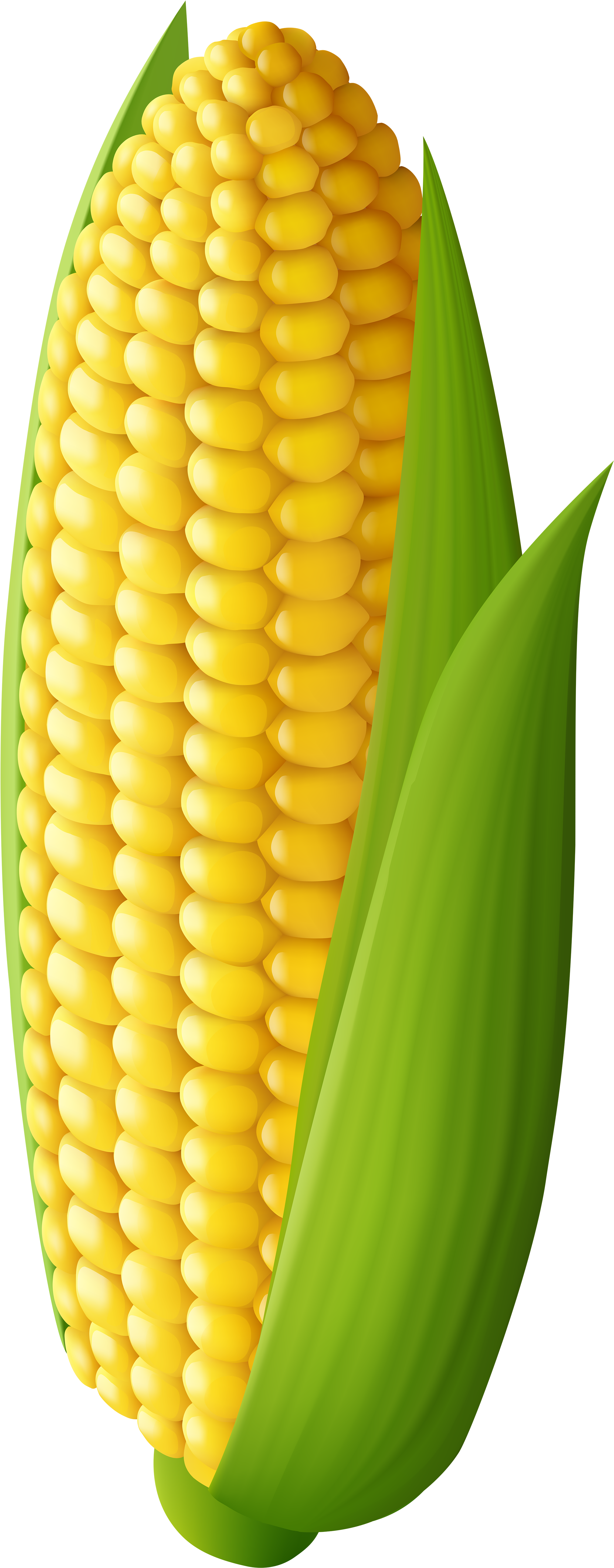 Corn Transparent Png Clip Art Image - Transparent Background Corn Clipart (251x600), Png Download